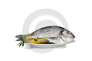 Large fish sea bream orata gutted