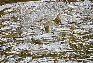 Large Fish Spawning In River Making A Splash