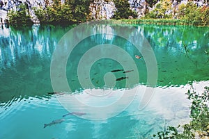 Large fish swim on one of the Plitvice lakes. Surprisingly clean and transparent lakes of Croatia. A truly pristine and wonderful