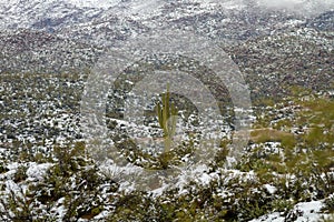 Large Cactus Stands Out in a Valley Filled with Cacti and a Brown Stream they are All Covered in Snow