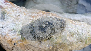 A large flat Chromodoris sea slug