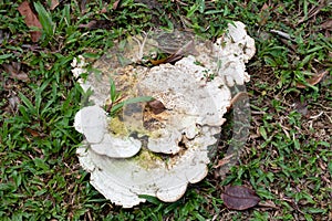 Large flat fungus growing on the roots of a tree