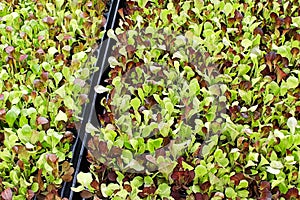 Large flats of baby lettuce greens growing