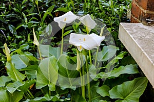 Large flawless white Calla lilies flowers, Zantedeschia aethiopica, with a bright yellow spadix in the centre of each flower.  The