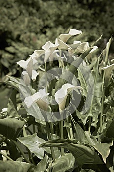 Large flawless white Calla lilies flowers, Zantedeschia aethiopica, with a bright yellow spadix in the centre of each flower. Whit