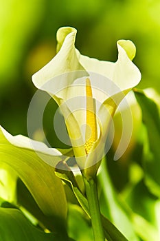 Large flawless white Calla lilies flowers, Zantedeschia aethiopica, with a bright yellow spadix in the centre of each flower. Whit