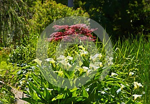 Large flawless white Calla lilies flowers, Zantedeschia aethiopica, with a bright yellow spadix in the centre of each flower. Whit