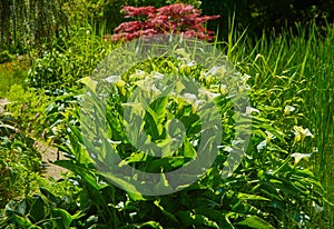 Large flawless white Calla lilies flowers, Zantedeschia aethiopica, with a bright yellow spadix in the centre of each flower. Whit