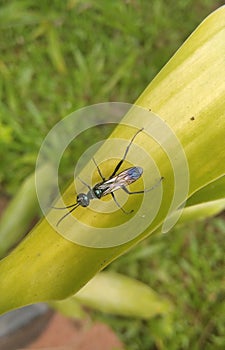 Big fly landed on the leaf