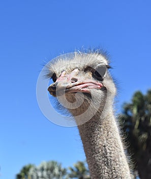 Large Flightless Common Ostrich Against a Blue Sky