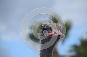 Large Flightless Ostrich with Blue Skies Behind Him