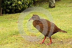 Large flightless ,West gallirallus australian, Gallirallus australis, New Zealand South Island