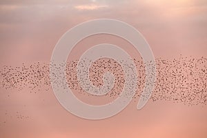 A large flock of birds against the background of the evening sky.