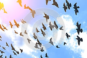 large flock of birds against the blue sky