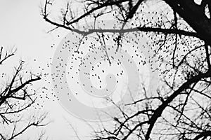 Large flock of birds against grey sky and leafless trees