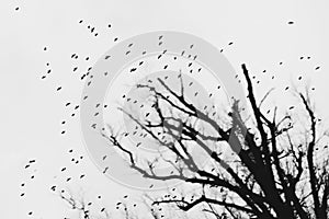 Large flock of birds against grey sky and leafless trees