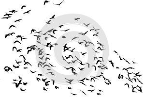 Large flock of birds black birds flying against a white sky in