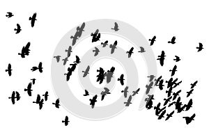 Large flock of birds black crows flying on the white background