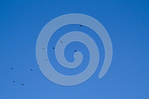 A large flock of birds flies high in the blue spring sky