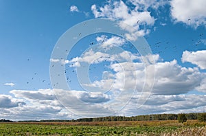 Large flock of birds flies in the sky with clouds over the field at sunnny day. Birds migration