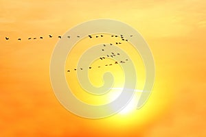 Large flock of birds flying on the background of the solar dawn