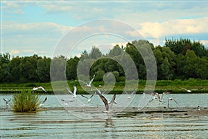 A large flock of birds in nature