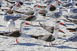 A large flock of birds, Skimmers and seagulls, on a beach
