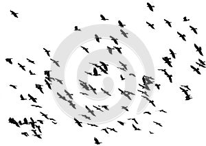 large flock of black birds crows flying on an isolated white background