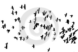 Large flock of black crows flying on the white isolated backgro