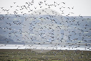Large flock of black tailed godwits in flight during Autumn