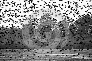 Large Flock of Blackbirds