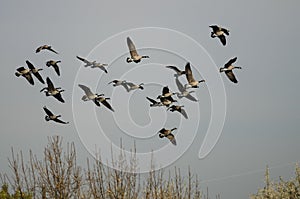 Flock of Canada Geese Flying Over The Autumn Marsh