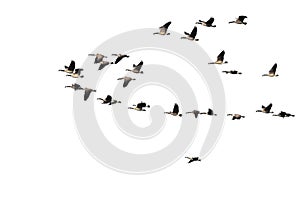 Flock of Canada Geese Flying on a White Background
