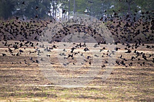 Large Flock of Common Blackbirds