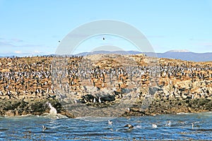 Large Flock of Cormorants on the Island of Birds Isla de Pajaros, Beagle Channel, Ushuaia, Argentina