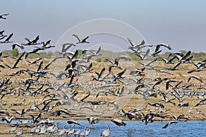 A large flock of demoiselle cranes flying over their migratory ground