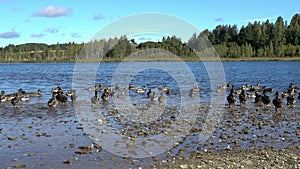 A large flock of ducks goes from the shore into the water of a large forest lake