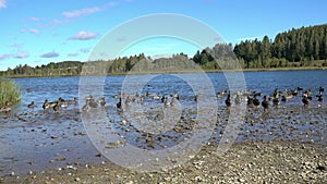 A large flock of ducks goes from the shore into the water of a large forest lake