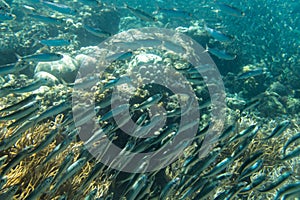 A large flock of fish in the ocean.