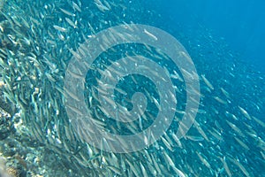 A large flock of fish in the ocean.