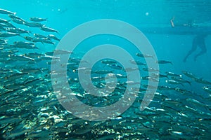 A large flock of fish in the ocean.