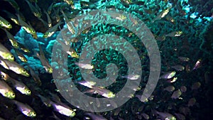 A large flock of fish Pigmy sweeper Parapriacanthus ransonneti on a background of a coral reef Red Sea Egypt