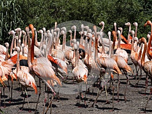 Large flock of flamingos bursts with colors, red predominates photo