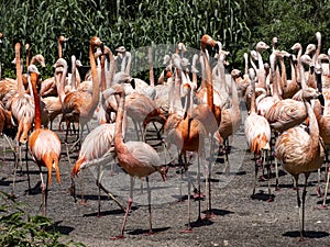 large flock of flamingos bursts with colors, red predominates photo
