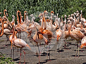 Large flock of flamingos bursts with colors, red predominates photo