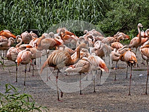 large flock of flamingos bursts with colors, red predominates
