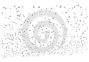 A large flock of flying birds isolated on a white background. Overlay effect.