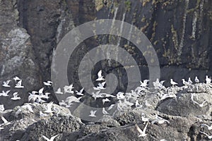 A large flock of flying seagulls against the background of rocks