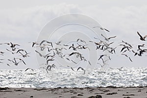 A large flock of flying seagulls on ocean