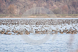 A large flock of geese rests in the middle of the lake after a long flight, the birds sit in a tight group.